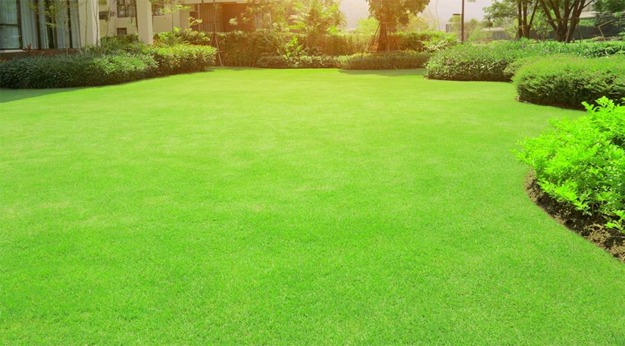 Prato verde brillante e folto come un campo da golf? Ecco i nostri consigli.